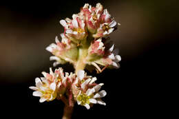 Image of saxifrage