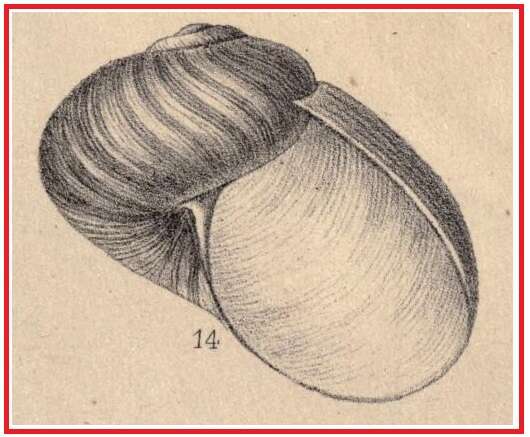 Image of Maputaland cannibal snail