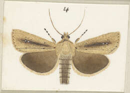 Image of Ichneutica epiastra