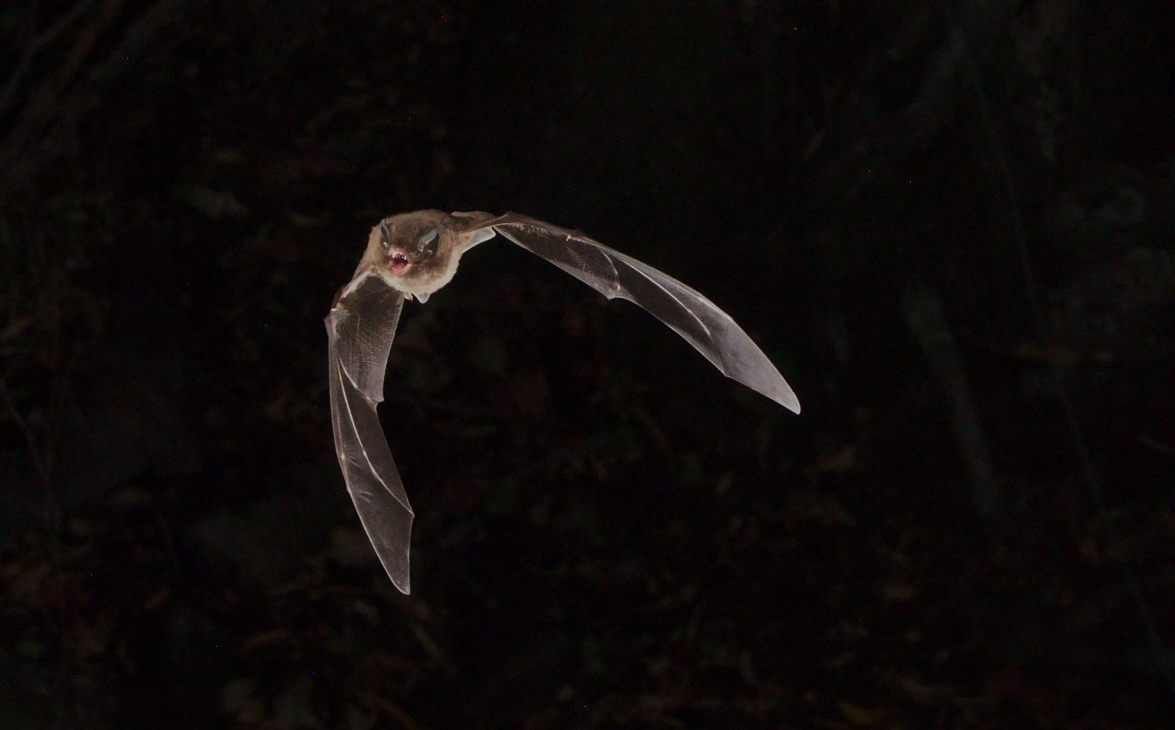 Image of Natal Long-fingered Bat