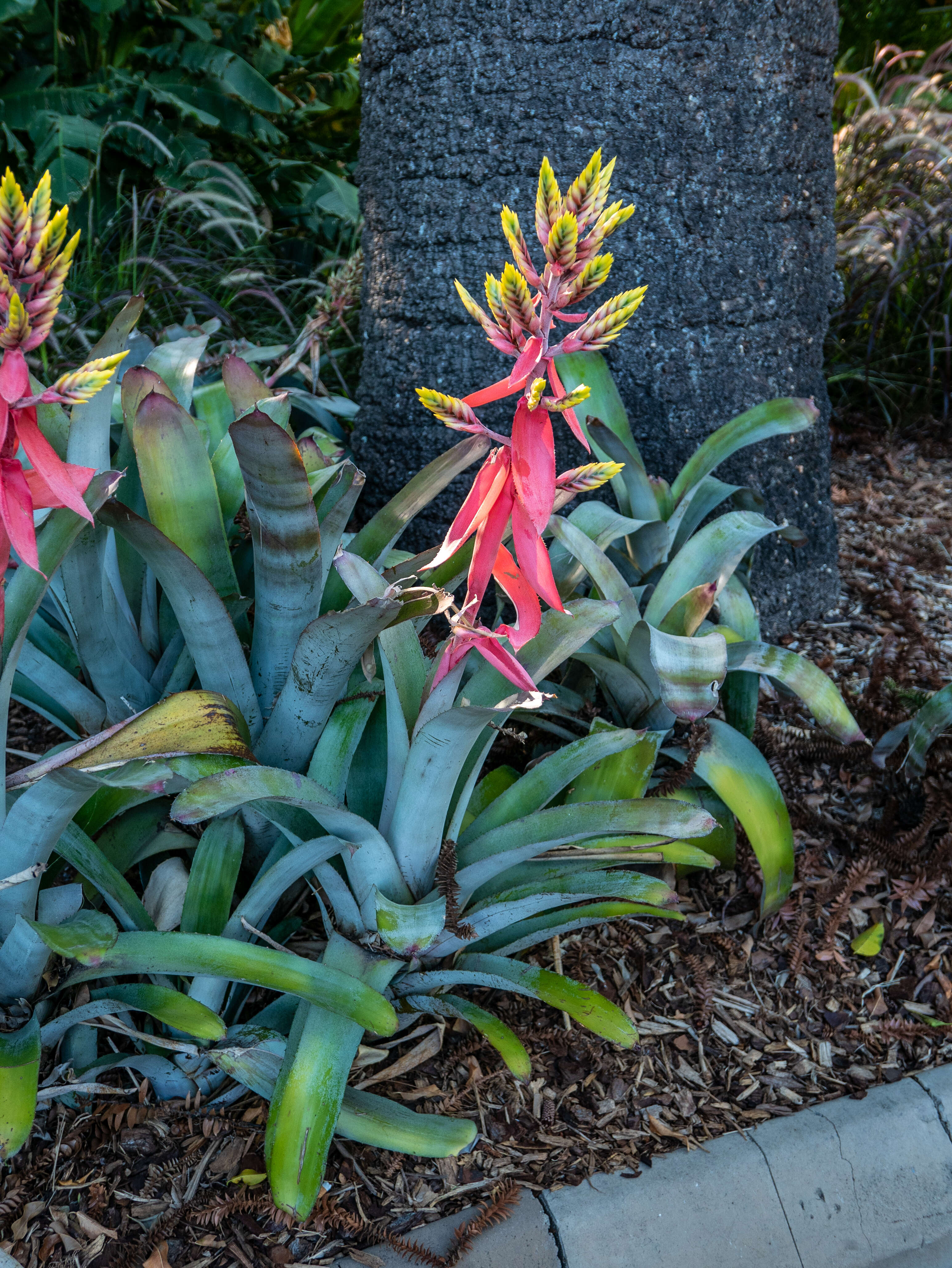 Image of Aechmea chantinii (Carrière) Baker