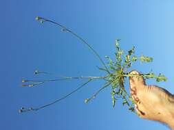 Image of smooth hawksbeard