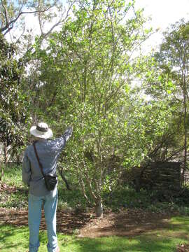 Image of paradise apple