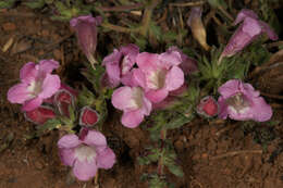 Image of Ground bells