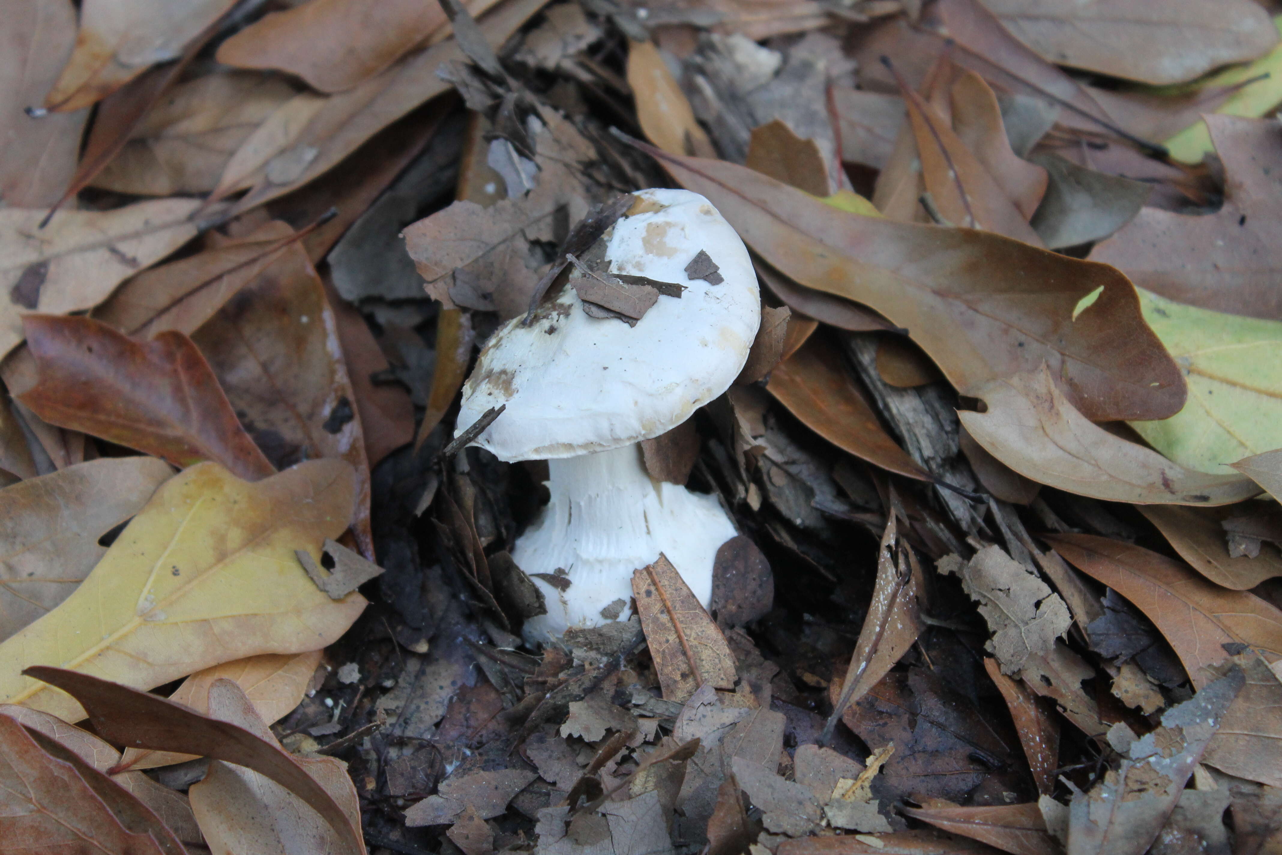 Image of gemmed Amanita