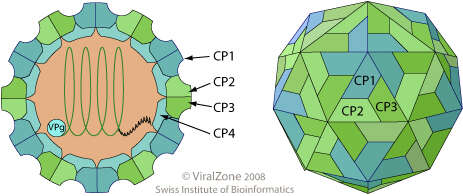 Image of Dicistroviridae