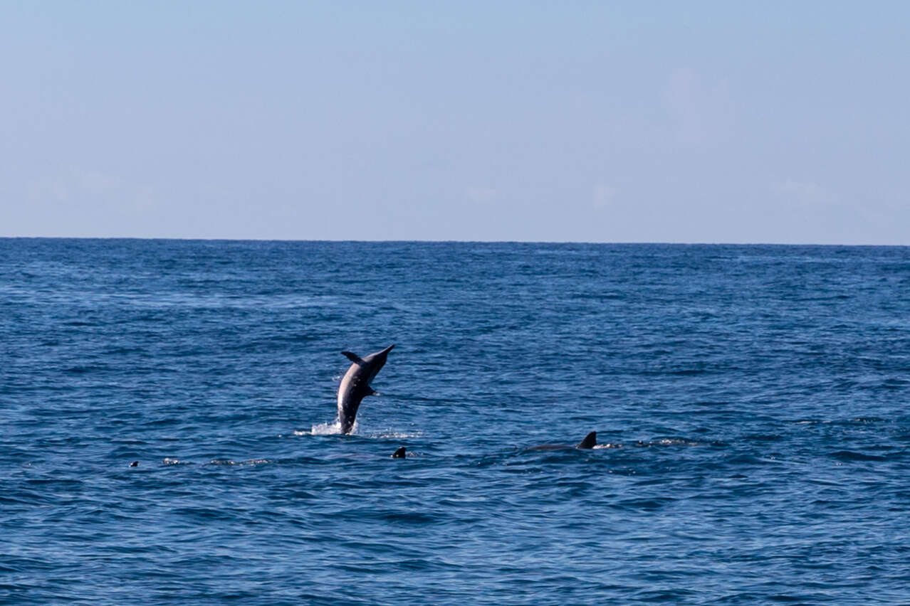 Image of Long-beaked Dolphin