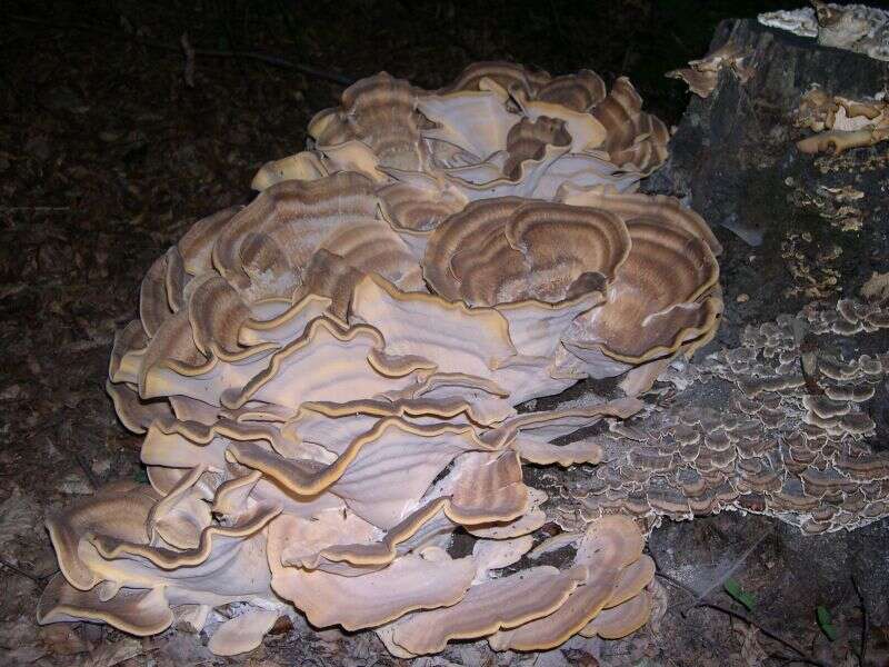 Image de Polypore géant