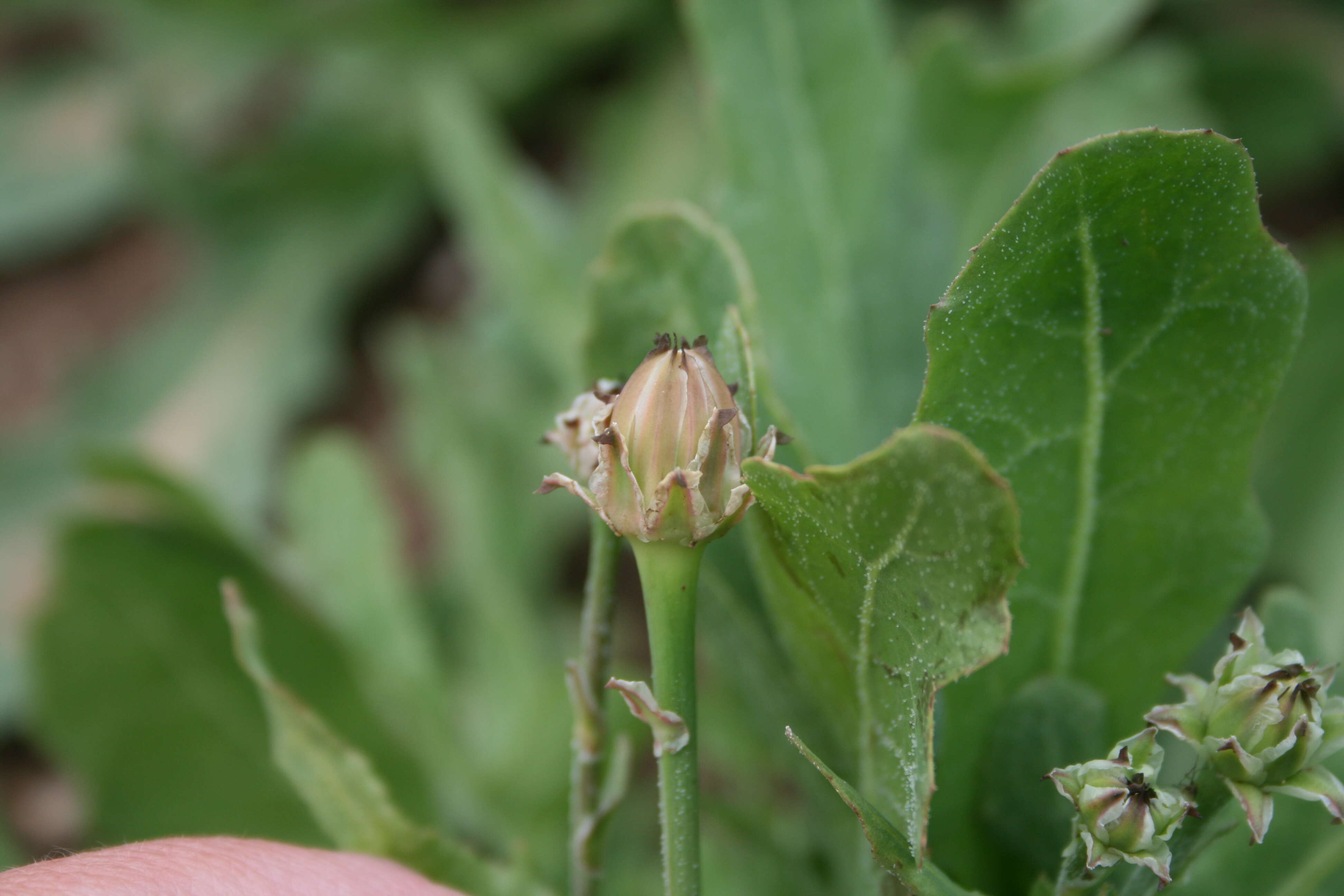 Image of False sowthistle