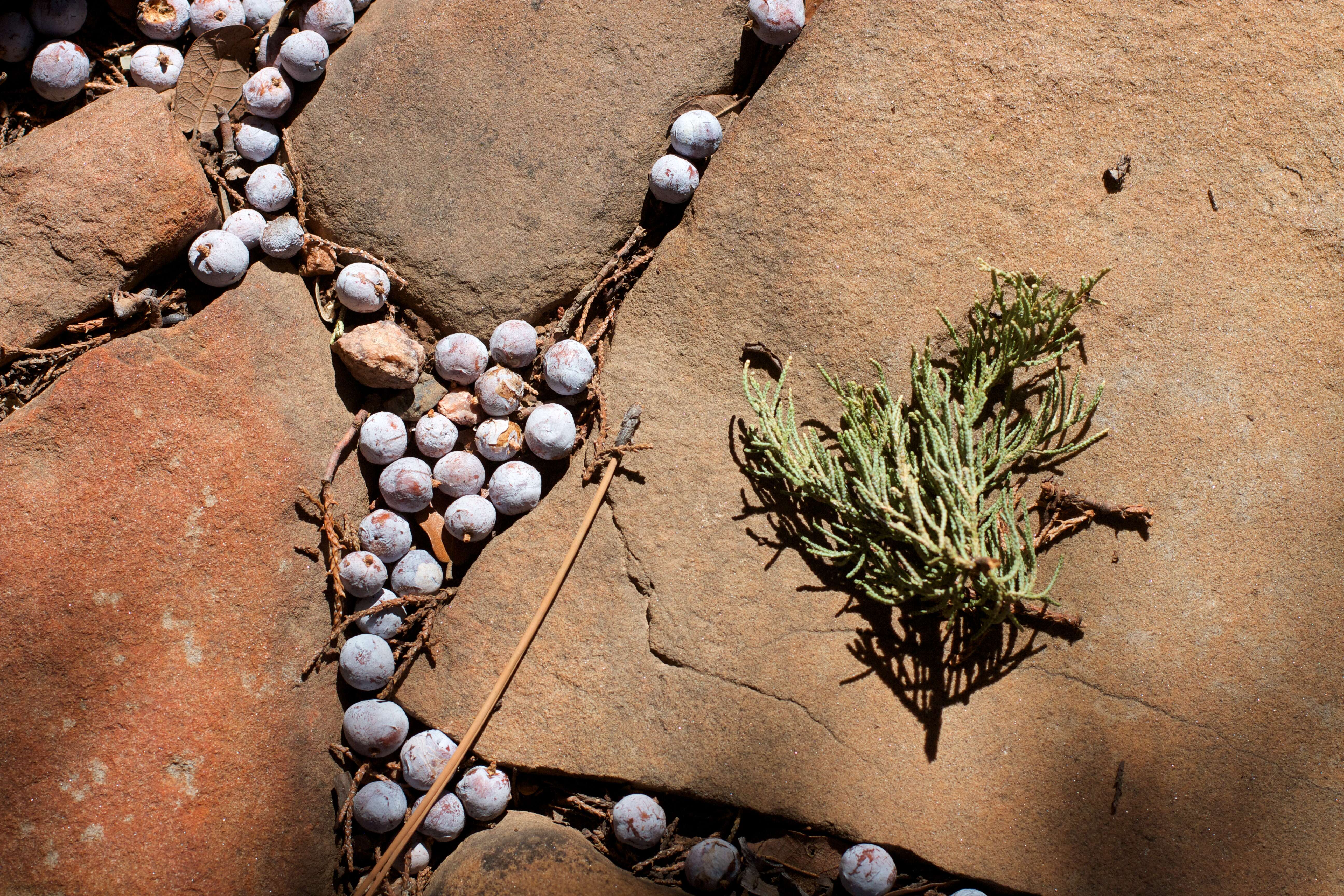 Juniperus deppeana Steud. resmi