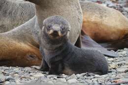 Image of Antarctic Fur Seal