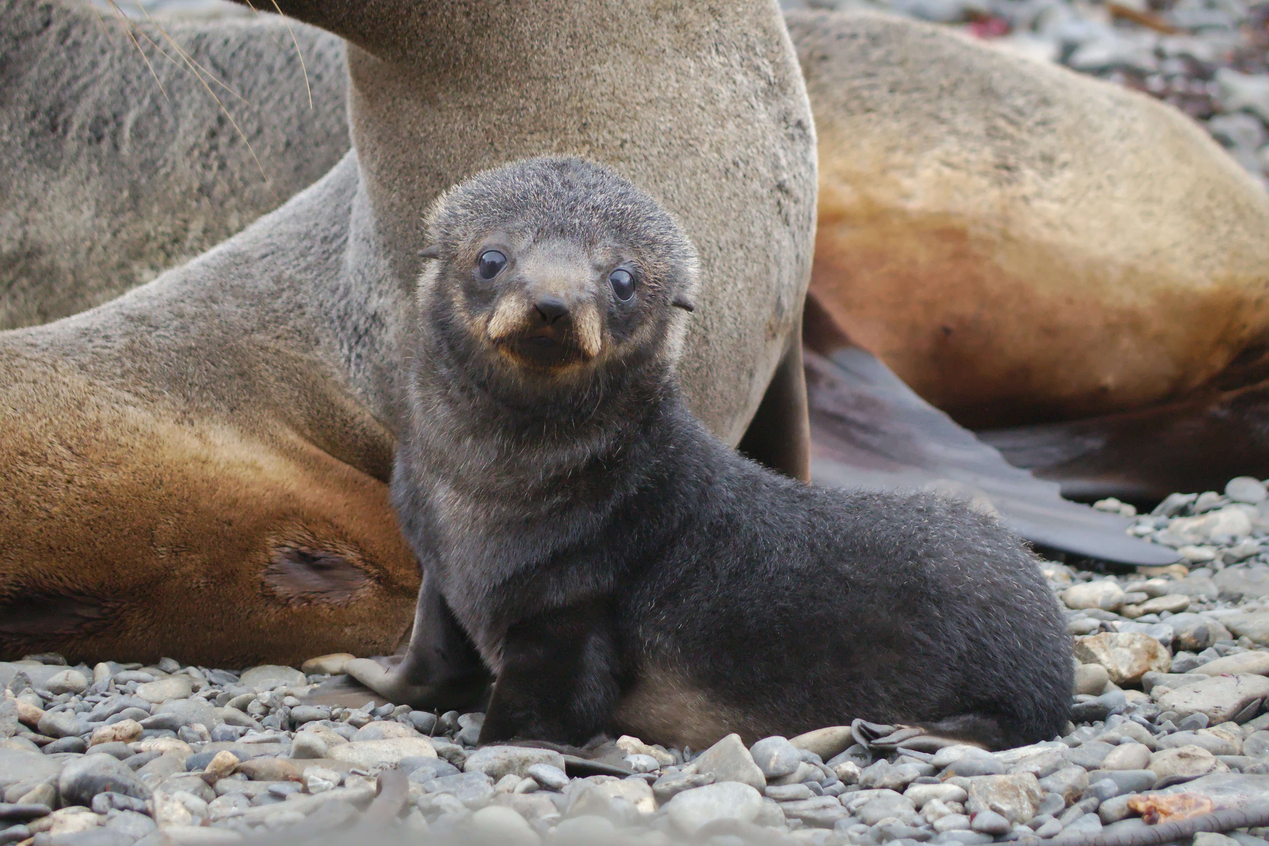 Image of Antarctic Fur Seal