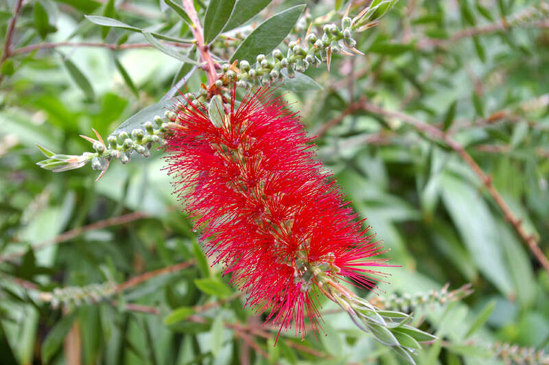 صورة Callistemon citrinus (Curtis) Skeels