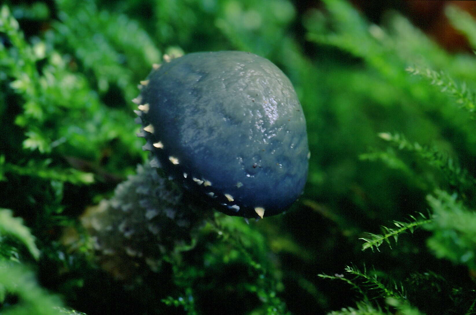 Image of verdigris agaric