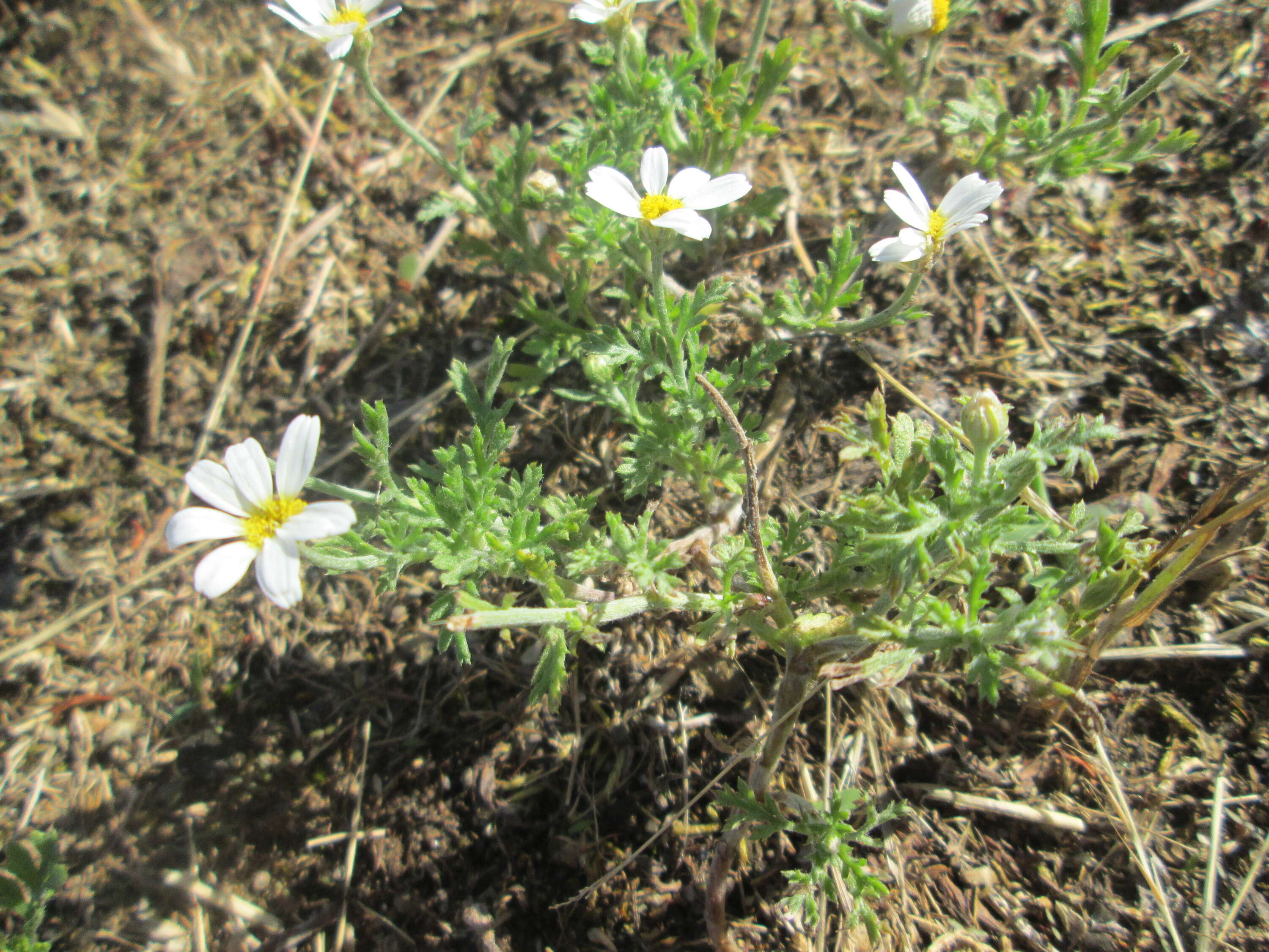 Image of corn chamomile