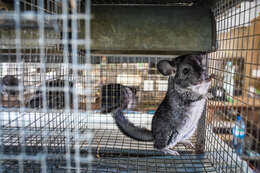 Image of chinchilla