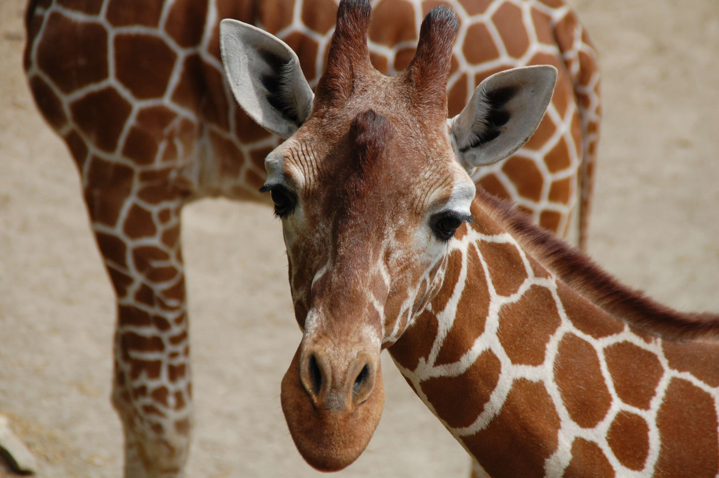 Image of Giraffe