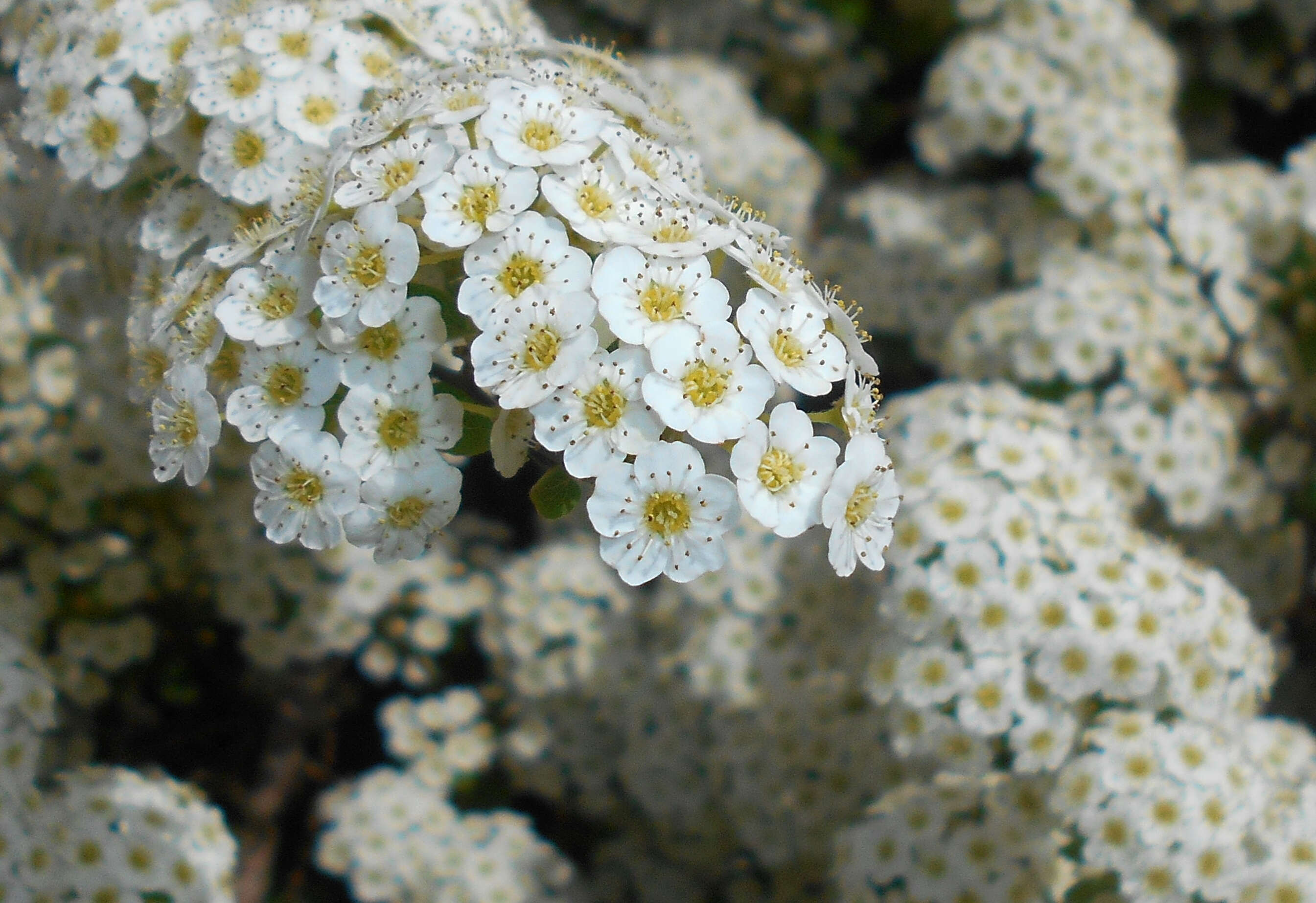 Image of Asian meadowsweet