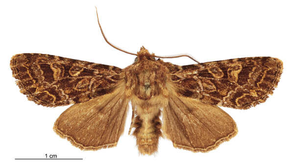 Image of Ichneutica brunneosa