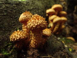 Pholiota squarrosa (Vahl) P. Kumm. 1871 resmi