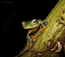 Image of Bornean Smaller Gliding Frog