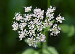 Imagem de Chaerophyllum aromaticum L.