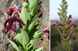 Image of Lobelia polyphylla Hook. & Arn.