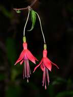 Fuchsia magellanica Lam. resmi