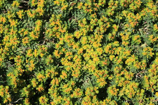 Imagem de Euphorbia melitensis Parl.