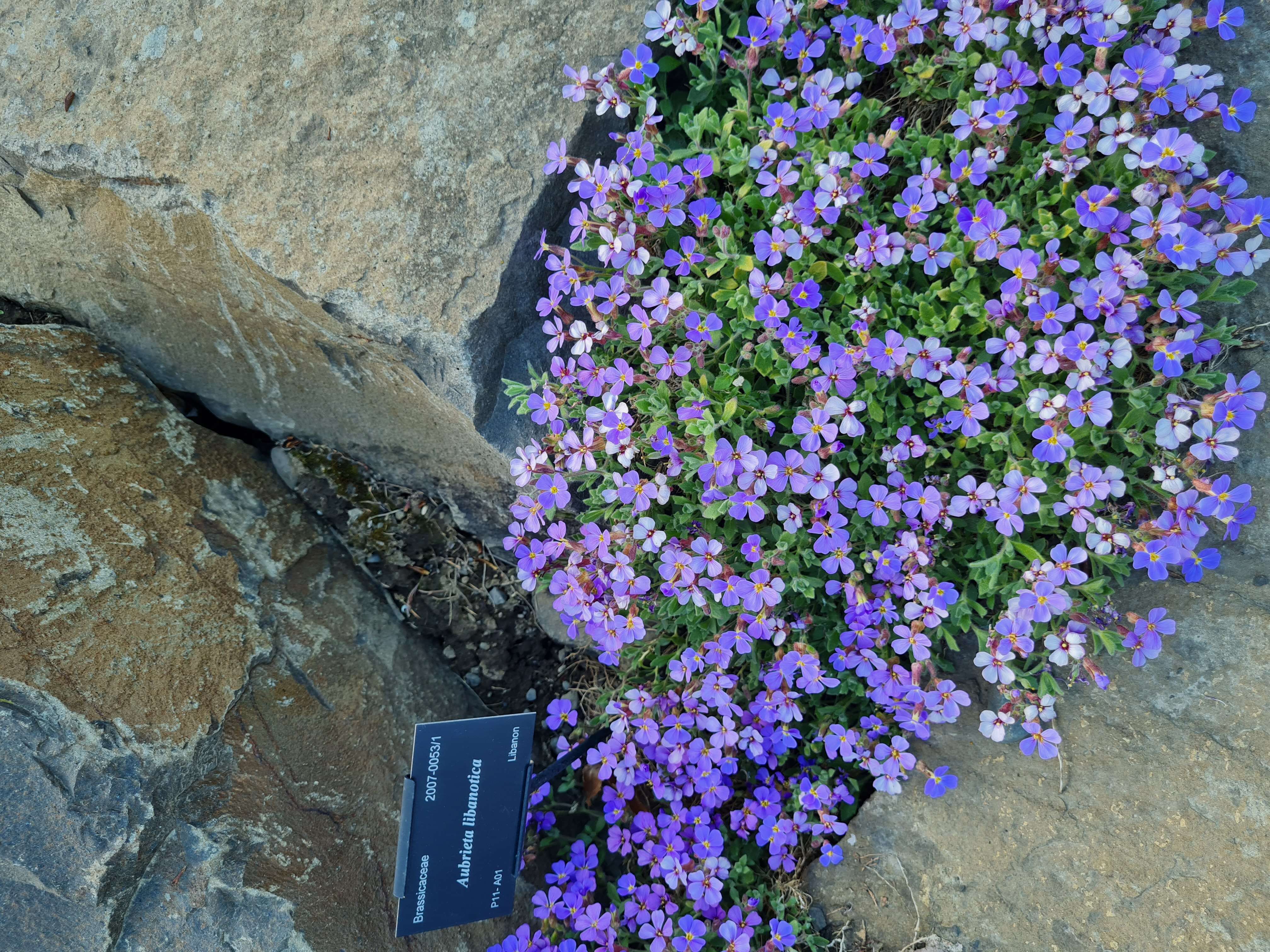 Imagem de Aubrieta libanotica Boiss.