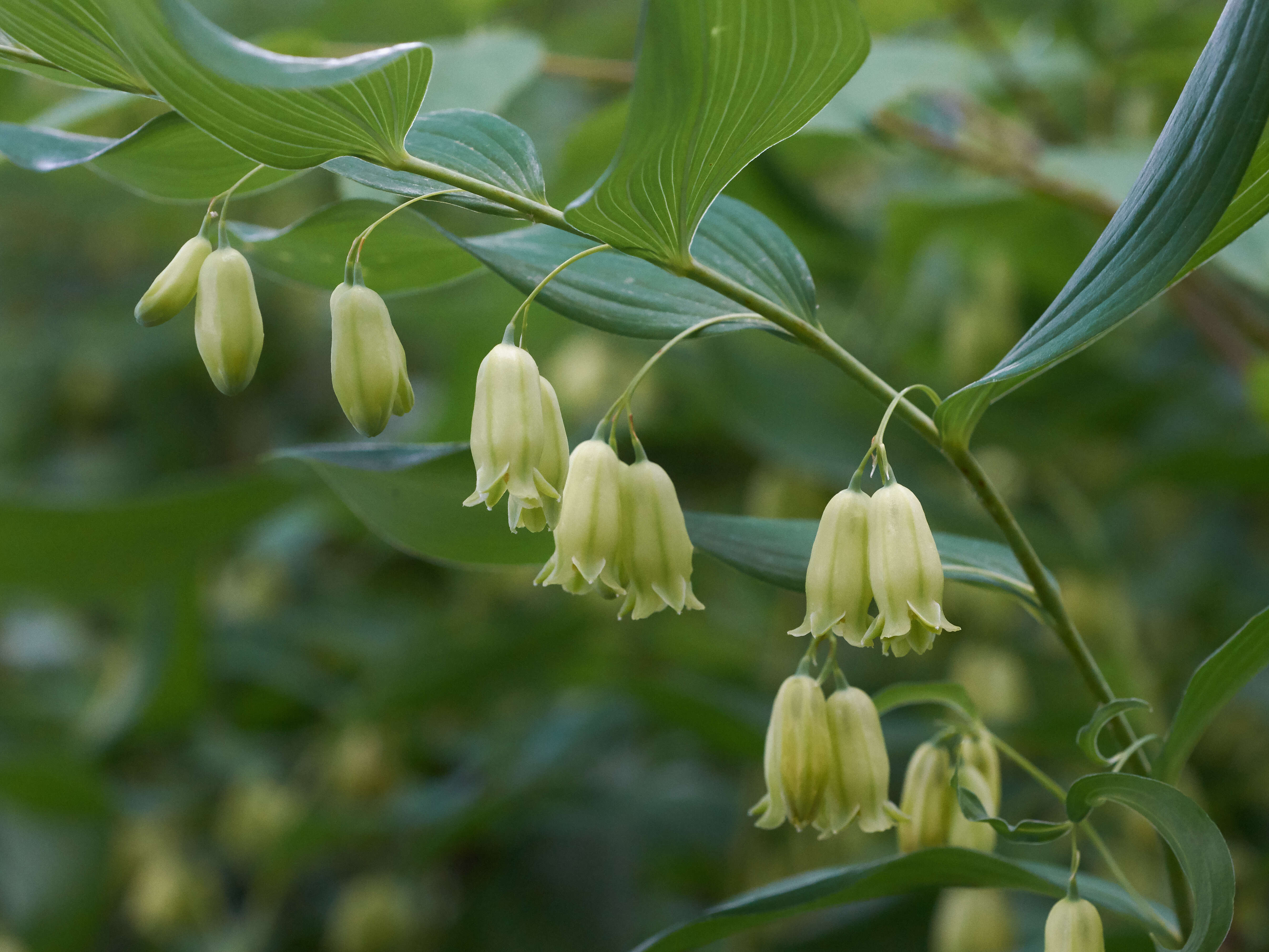 Image de Polygonatum biflorum (Walter) Elliott