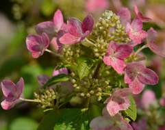 Image of panicled hydrangea