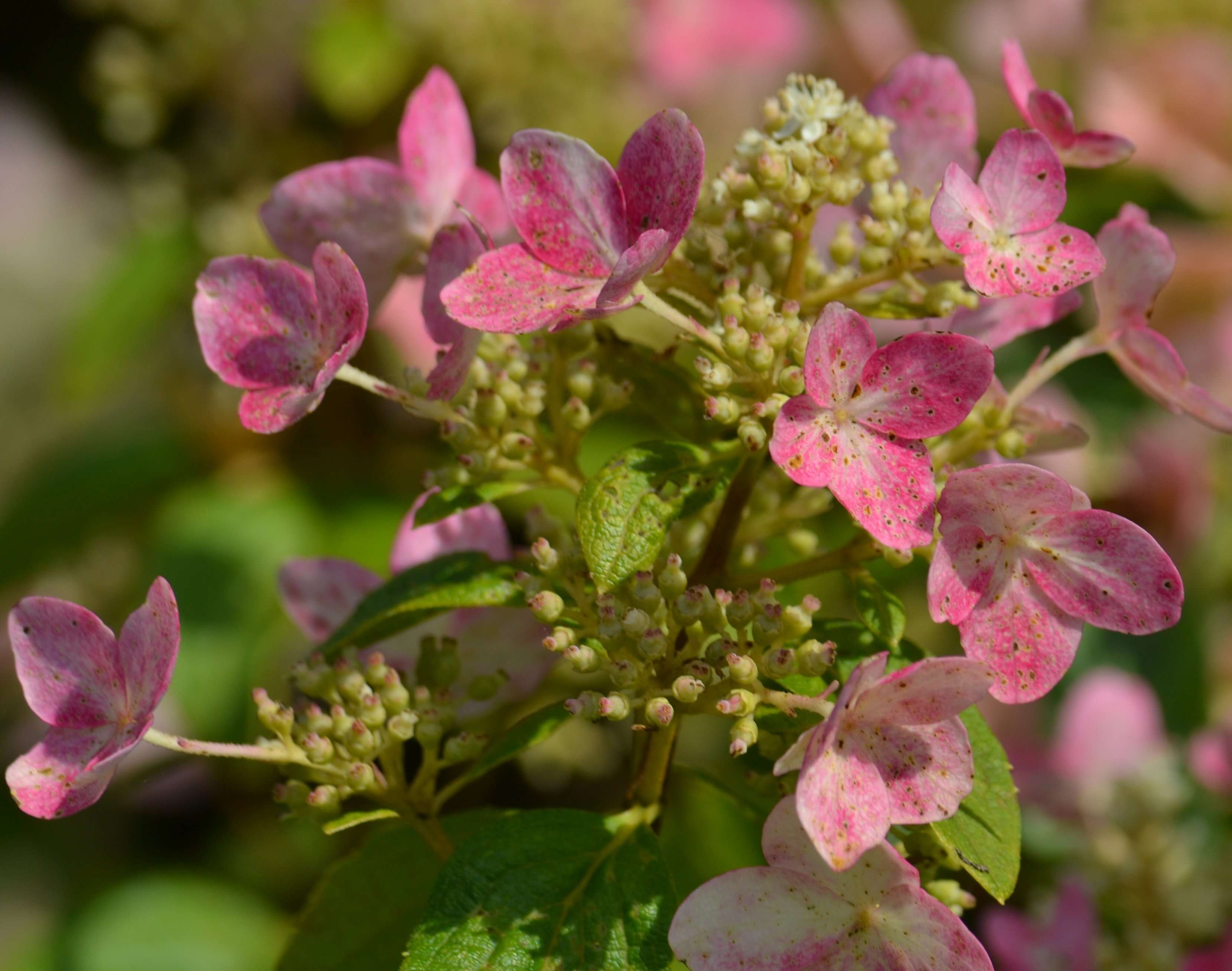 Image of panicled hydrangea