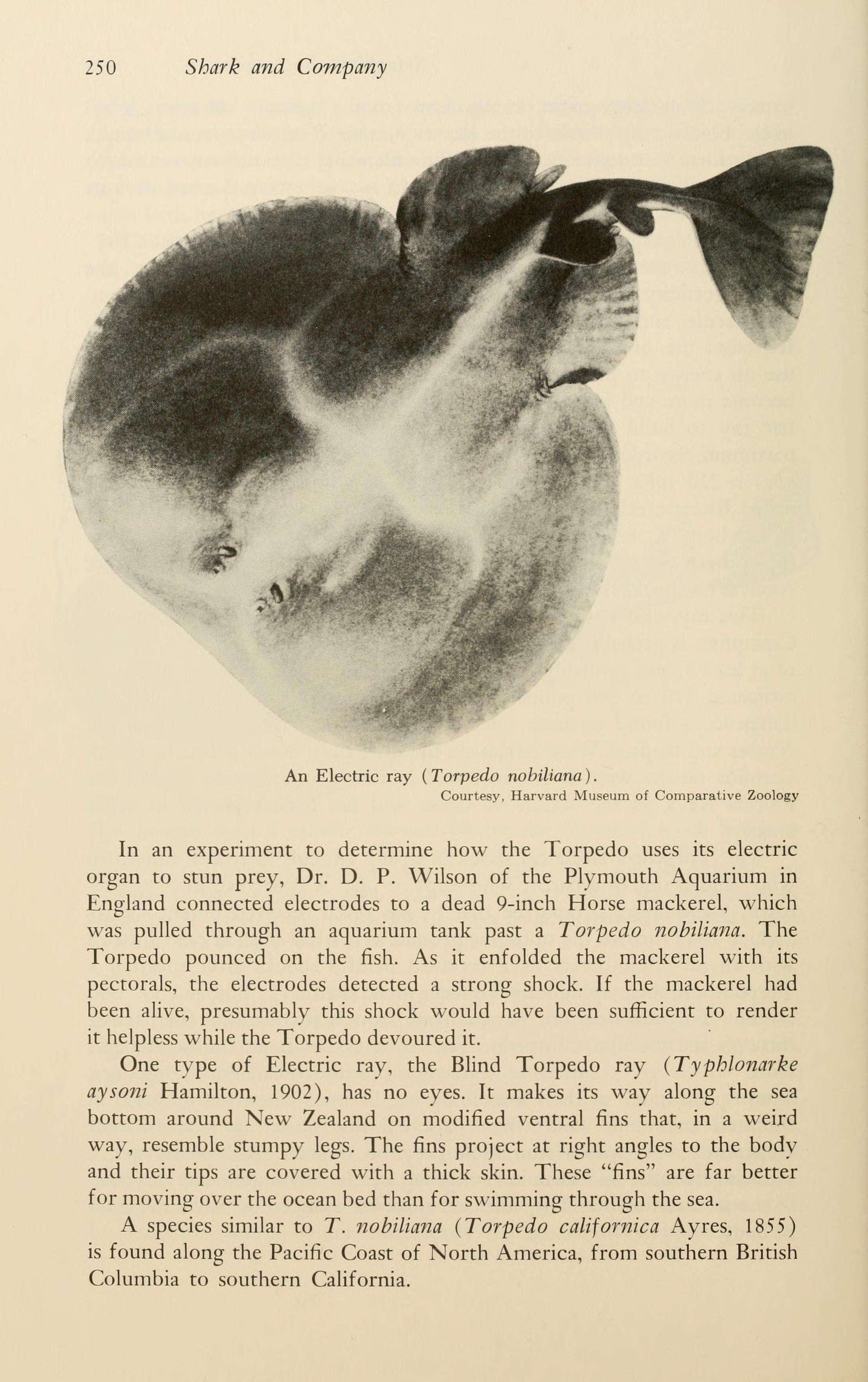 Image of electric ray