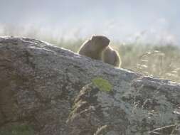 Image of Mongolian Marmot