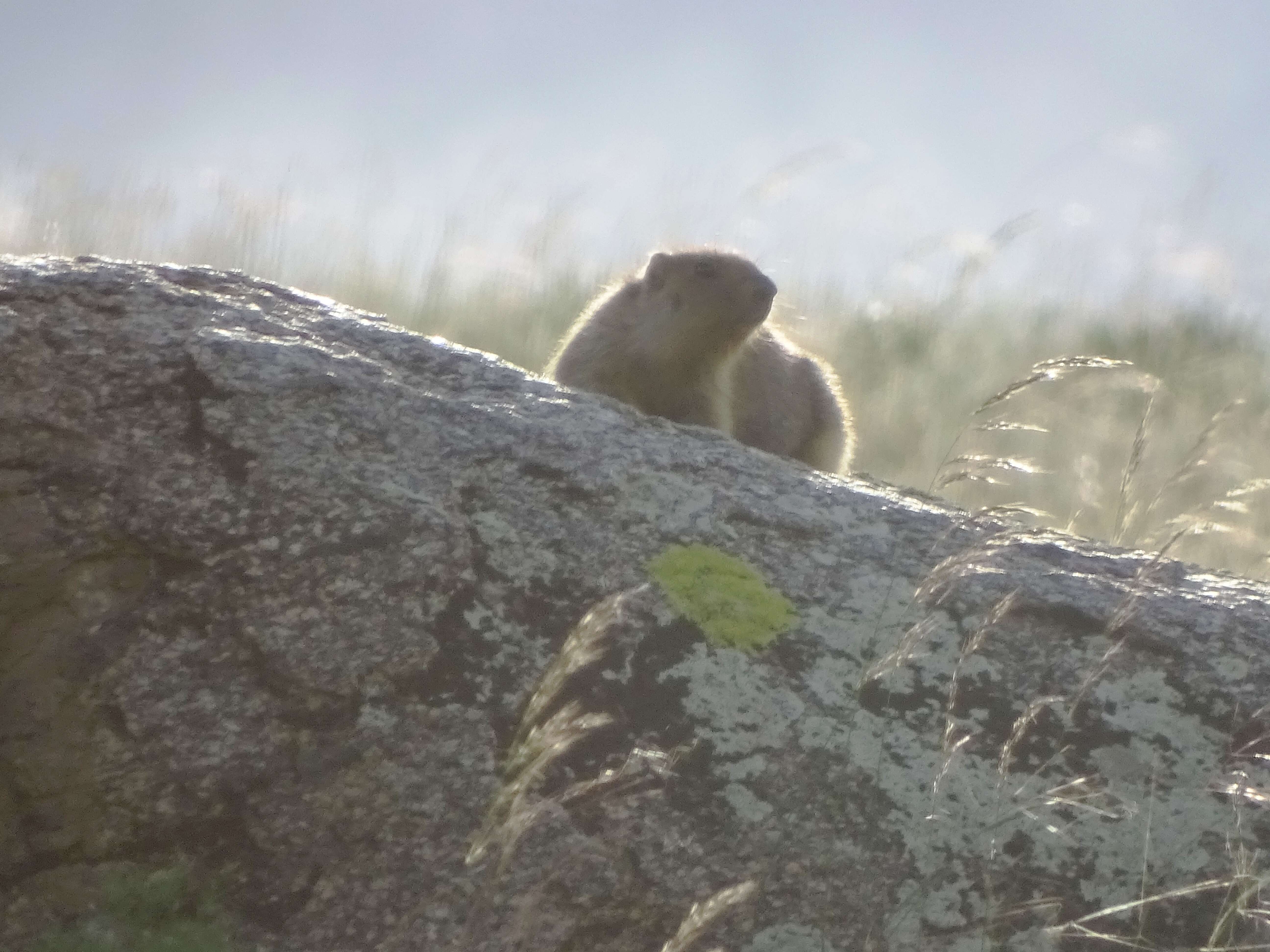 Plancia ëd Marmota sibirica (Radde 1862)