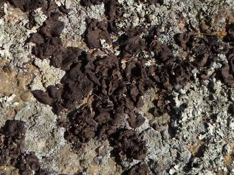 Image of Peppered rock tripe lichen