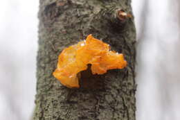 Image of Witches butter