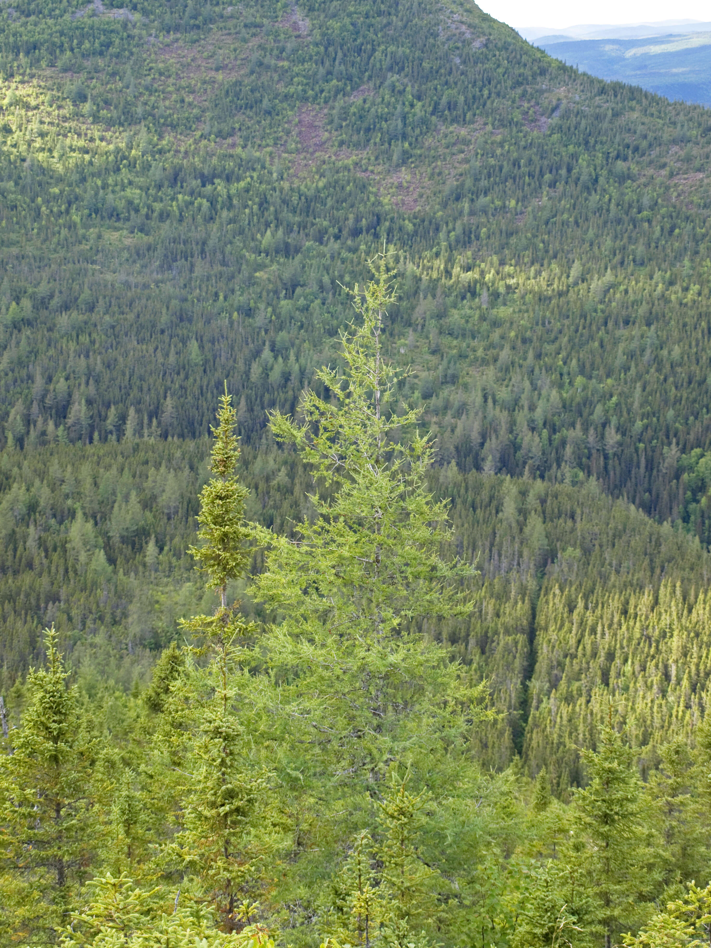 Image of American Larch