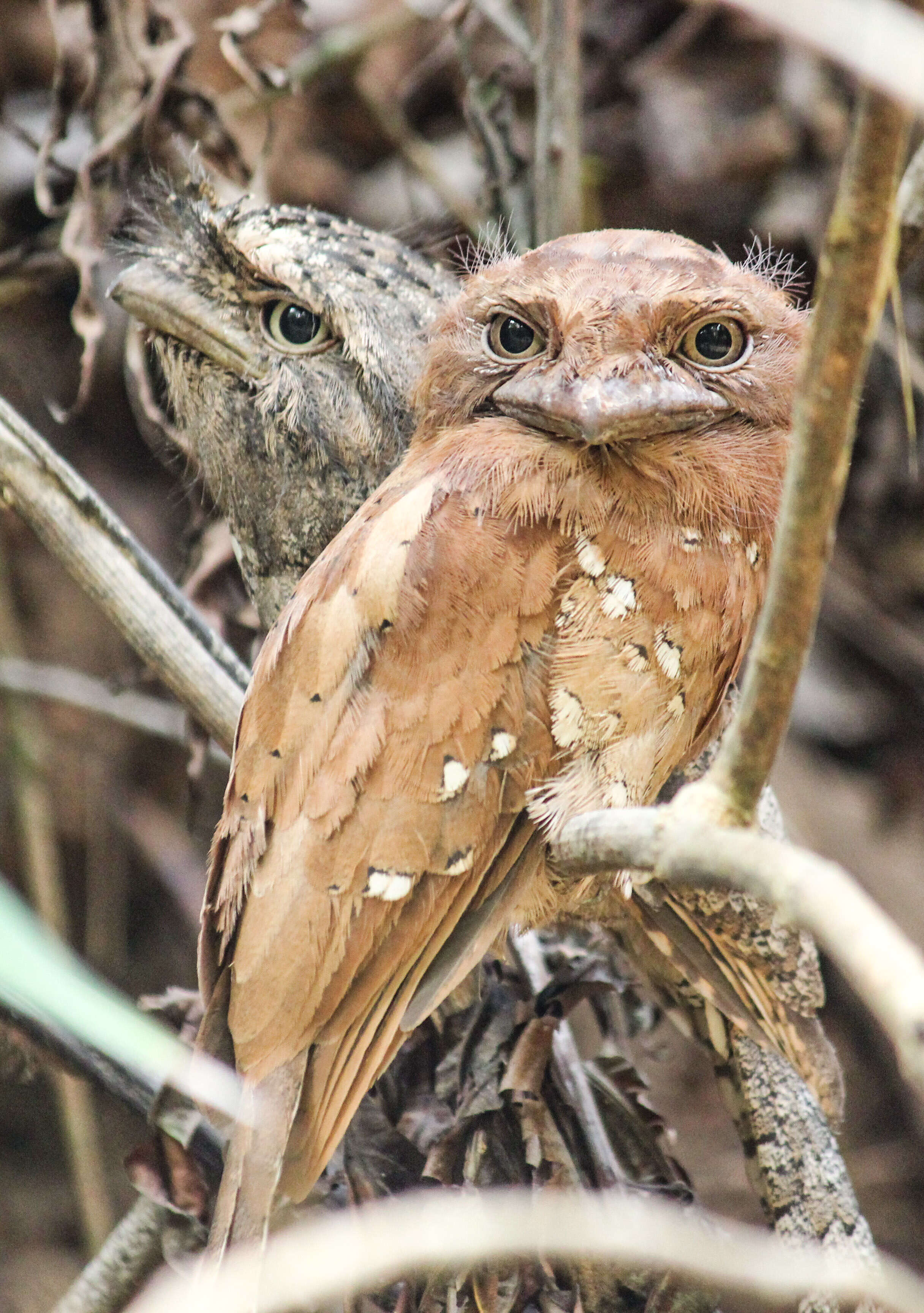 Image of Ceylon Frogmouth