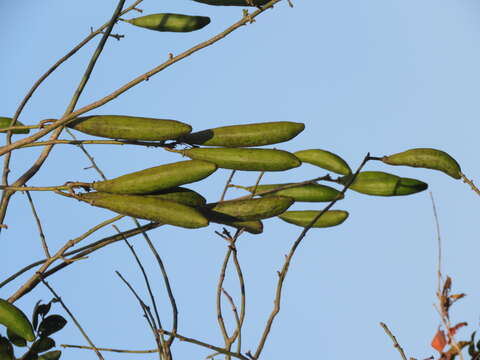 Image of kapoktree