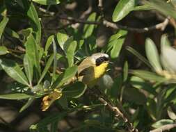 Geothlypis trichas (Linnaeus 1766) resmi