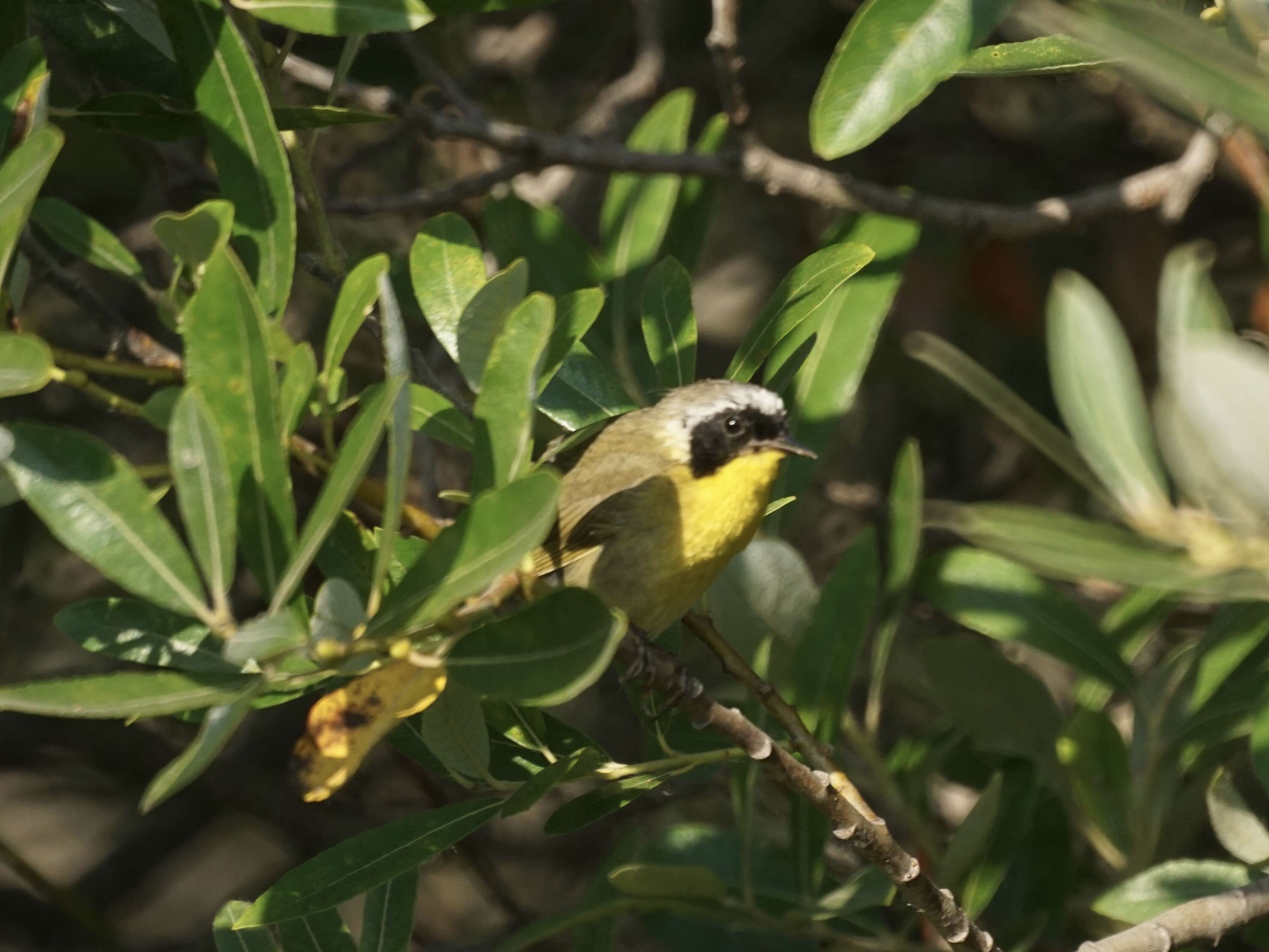 Geothlypis trichas (Linnaeus 1766) resmi