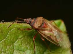 Image of Birch Catkin Bug