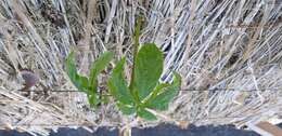 Image of Chinese ginseng