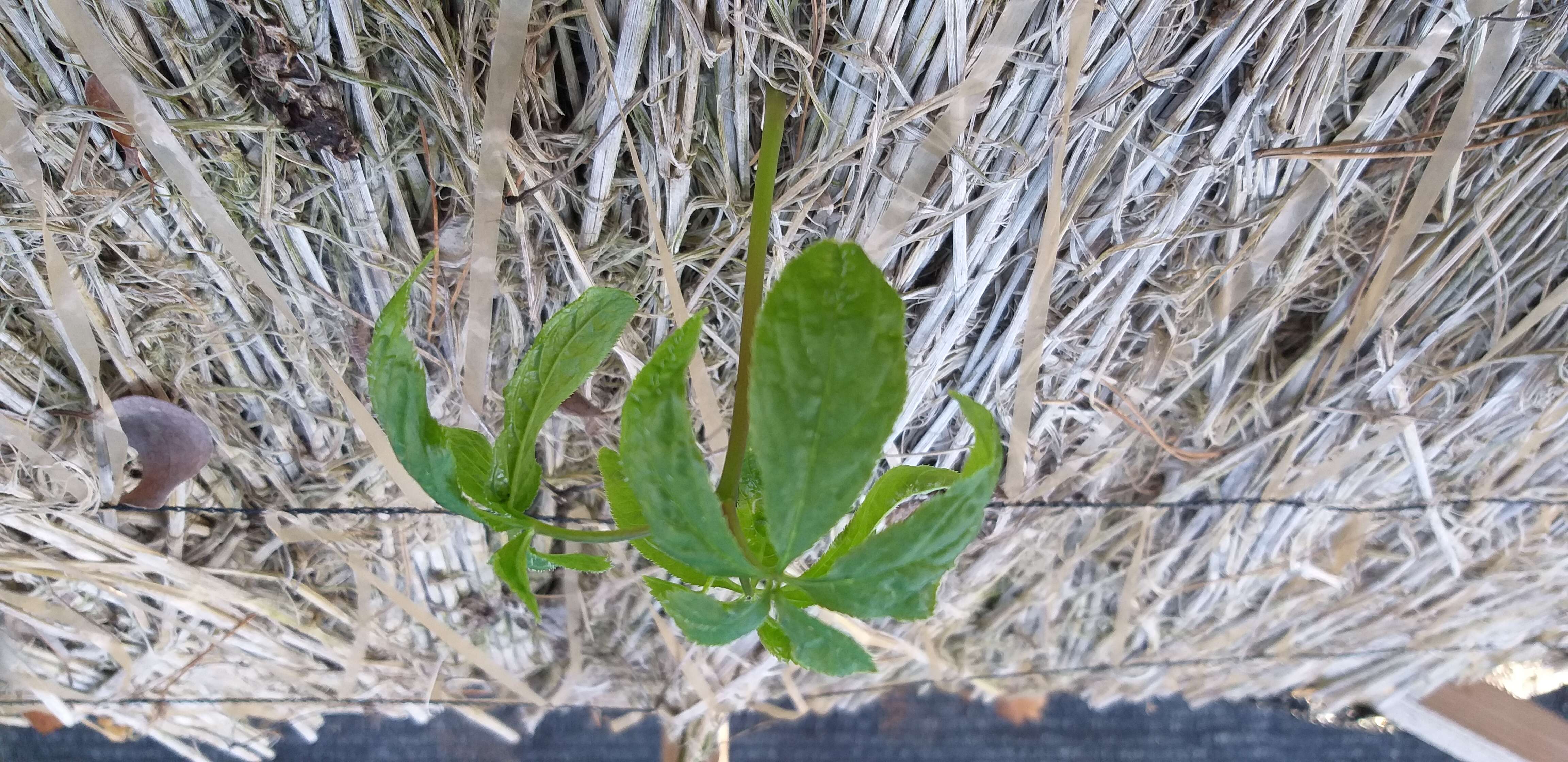 Image of Chinese ginseng