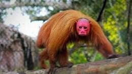 Image of Uakari