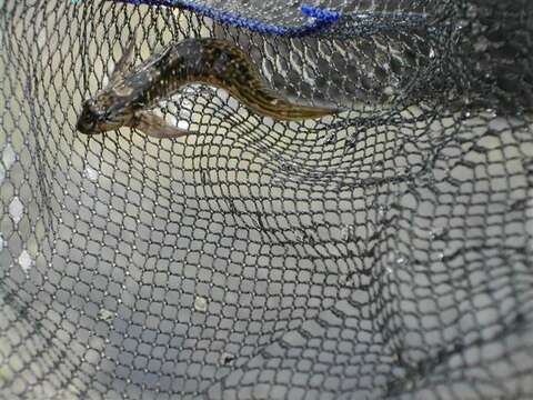 Image of Rock-pool Blenny