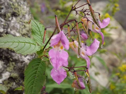 Image of Himalayan balsam