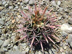 Image of Ferocactus latispinus (Haw.) Britton & Rose